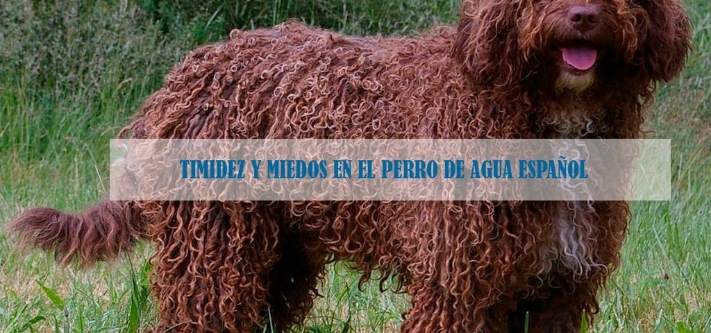 Perro de agua español: timidez y miedos | Blog Izekan