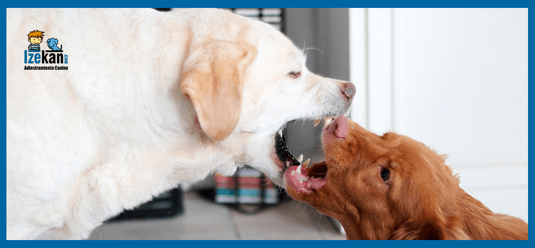 legislación seco saludo Estereotipias en perros ¿Tu perro se muerde la cola? ⋆ Blog IzeKan